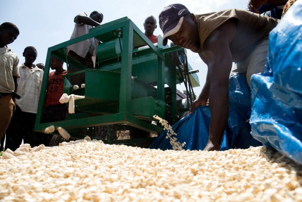 Workers load a corn sheller machine.