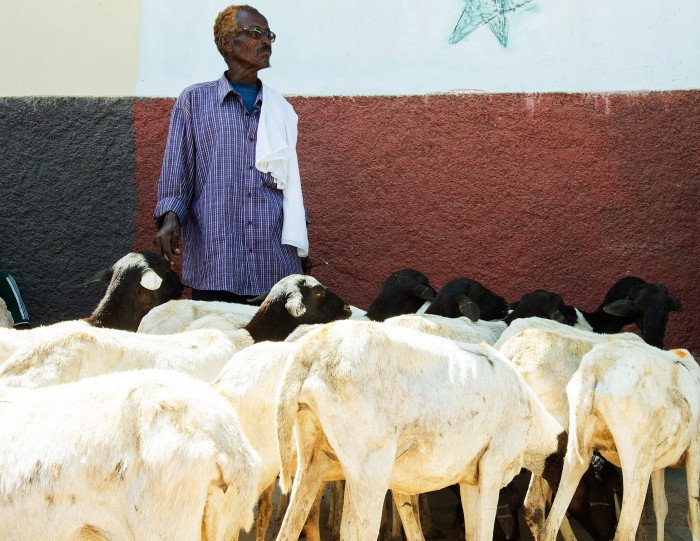 Man in Somalia with goats