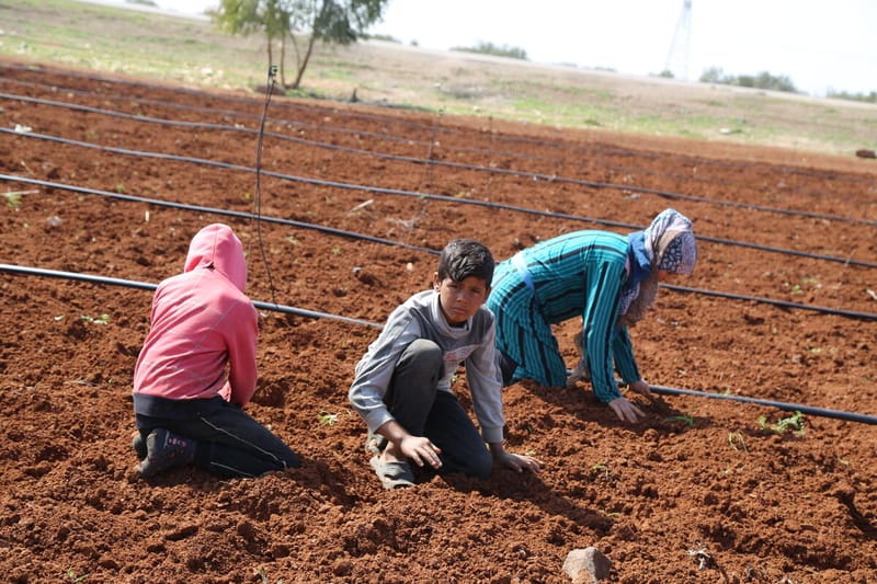 children farming in syria