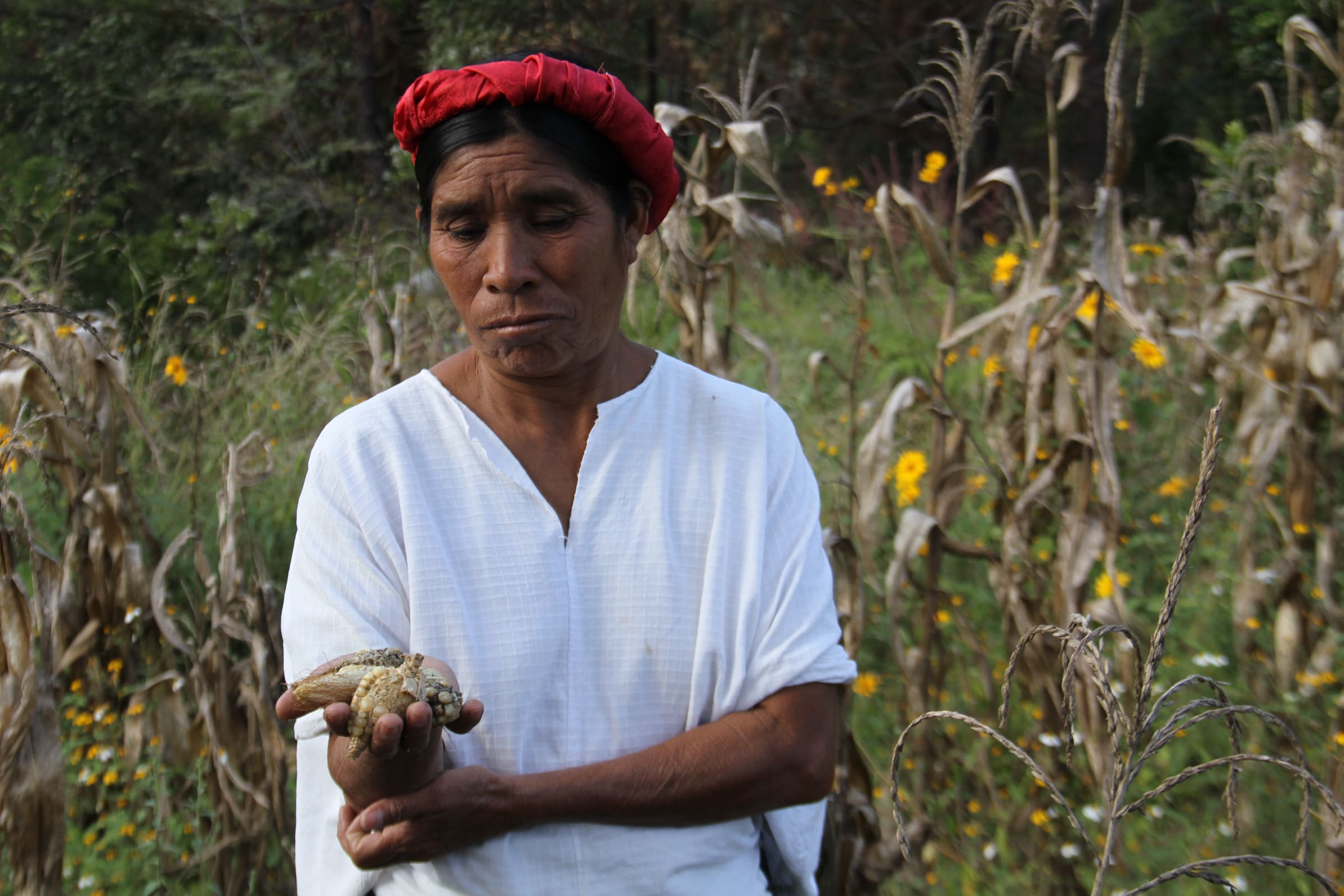 female farmers holds dried corn