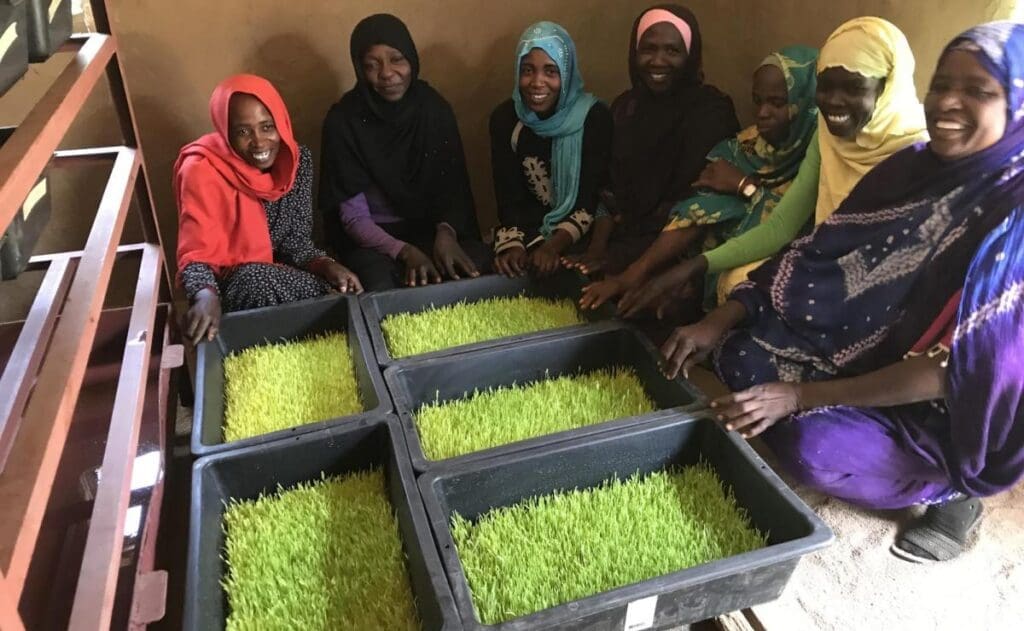 A group of women in headwraps sit on the floor, presenting sections of hydroponically grown animal fodder.