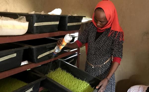A woman in a red headwrap tends to a box of hydroponically grown animal fodder.