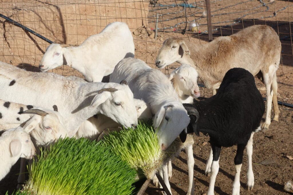 A herd of goats munch on green grass