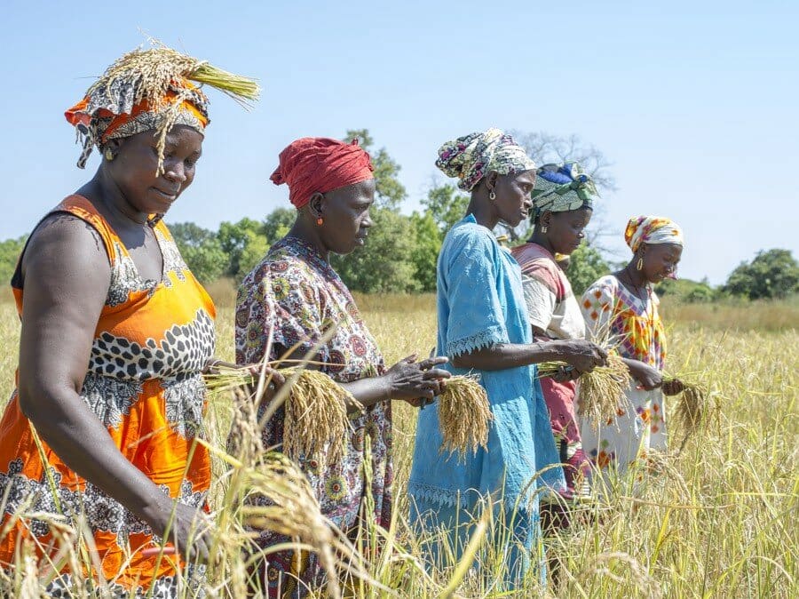 women harvesting in field