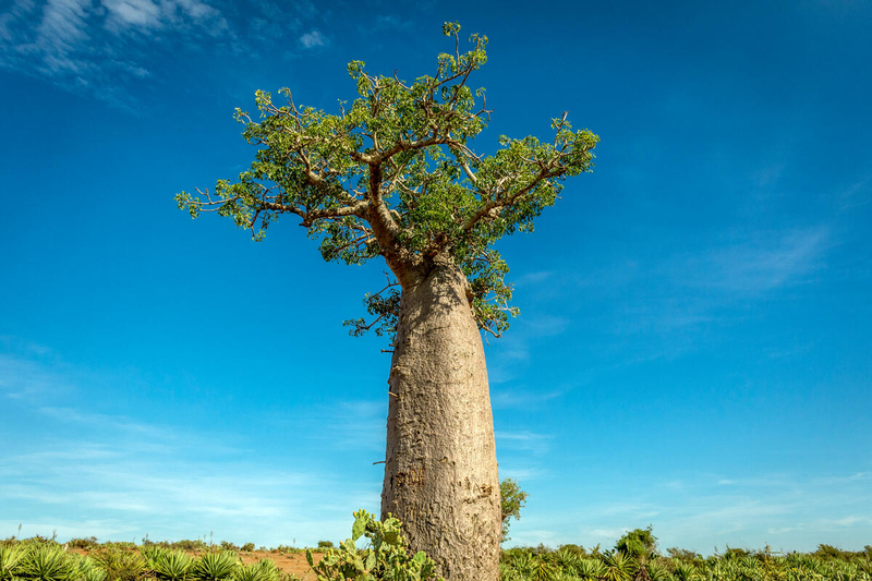 Large tree in extreme drought of Madagascar