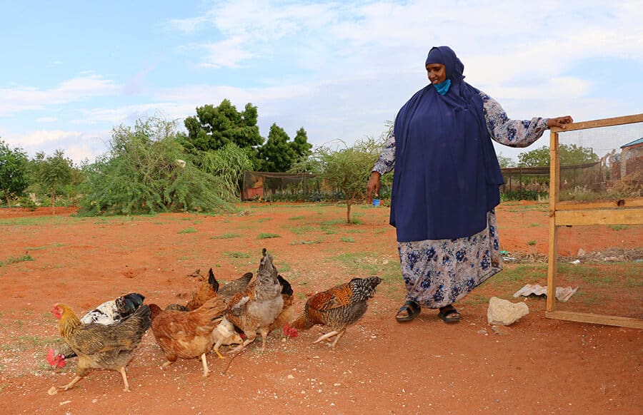 woman in blue headscarf with chickens on farm