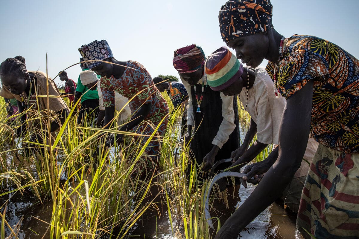 Women harvest rice in South Sudan