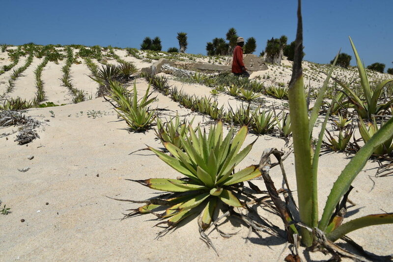 plants arranged in rows in sand dune