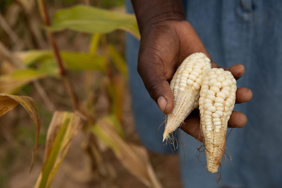 hand holding ears of corn