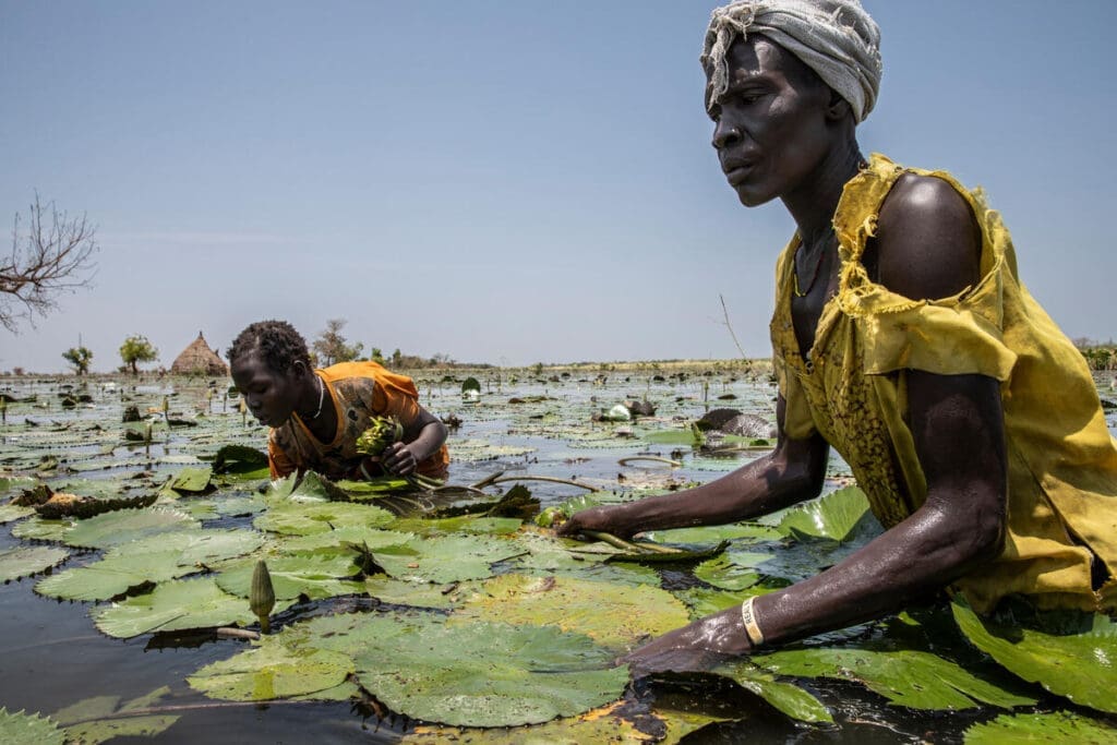 Women collect water lillies in South Sudan