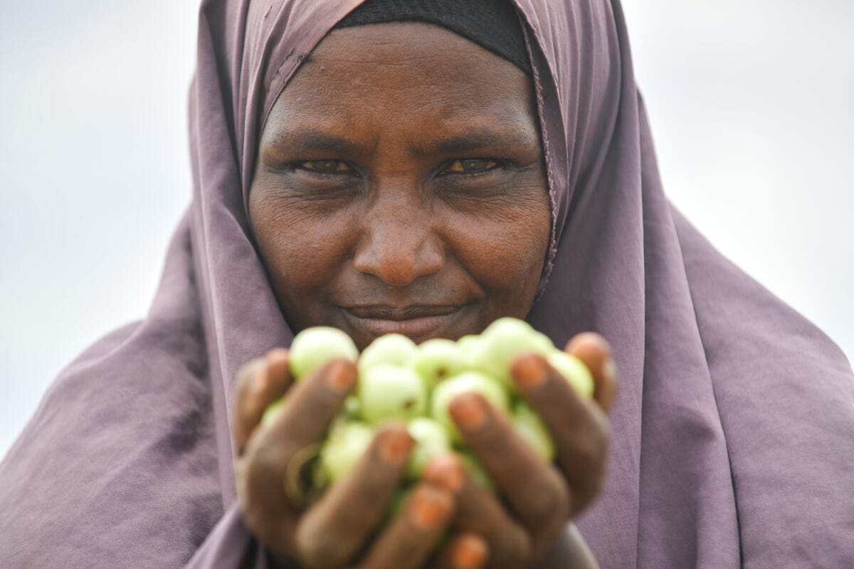 Woman harvests tomatoes in Ethiopia