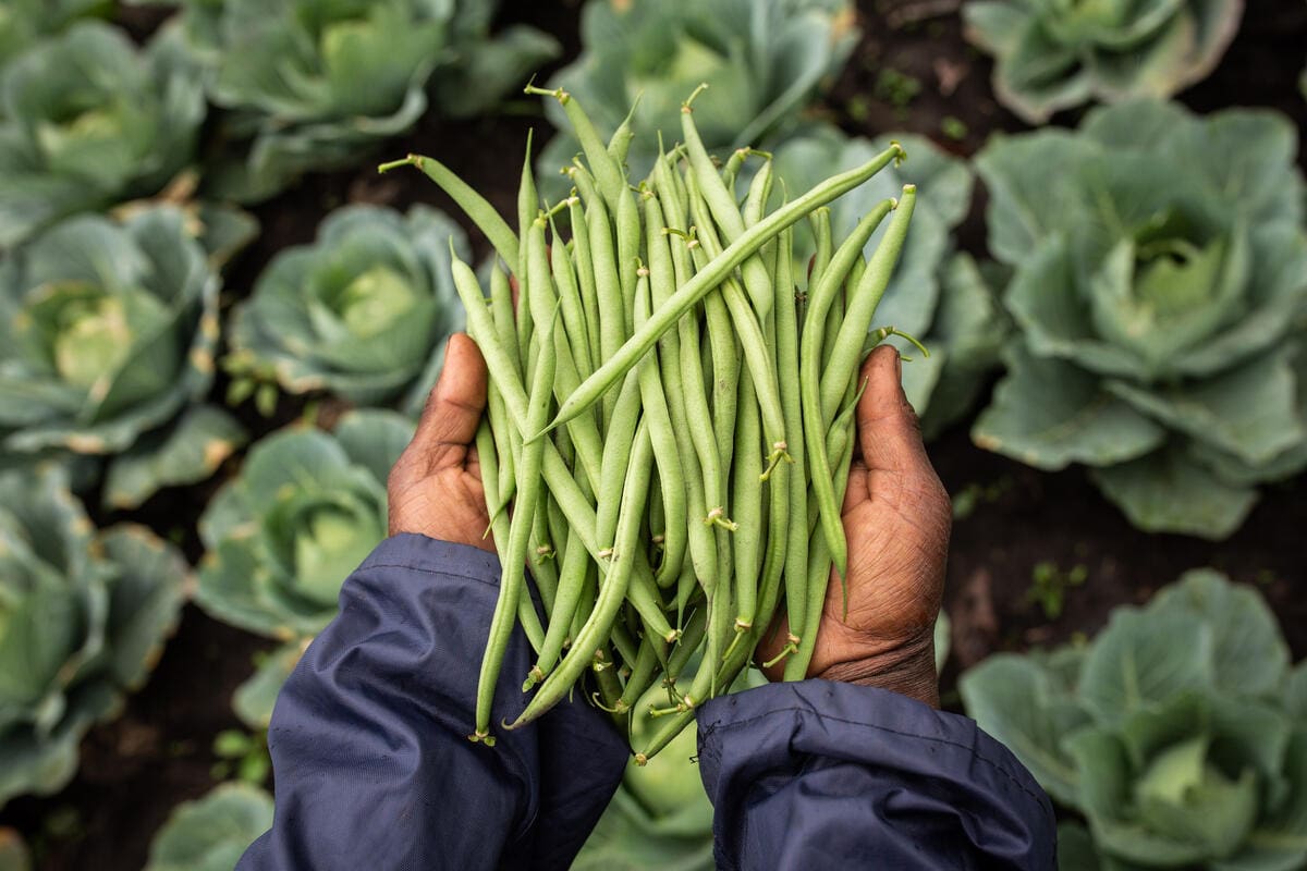 Green beans in Uganda